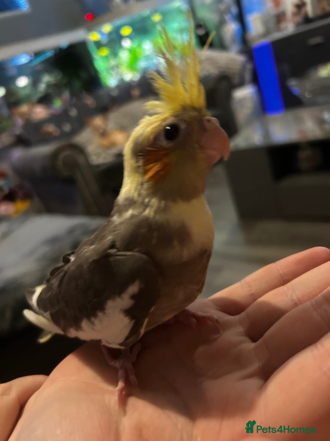 Cockatiels birds for sale:  Baby Cockatiels for sale - Advert 4