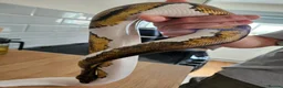 Python Snake reptiles for sale: FEMALE PIED 100% Het ALBINO 50% het CLOWN - Advert 3