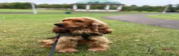 Cocker Spaniel dogs for stud: Show cocker spaniel stud in Dunfermline - Advert 6