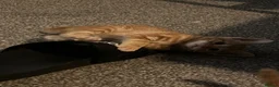 Domestic Shorthair cats for sale: 9 Gorgeous Kittens – Tabby, Ginger & Tortoiseshell - Advert 25
