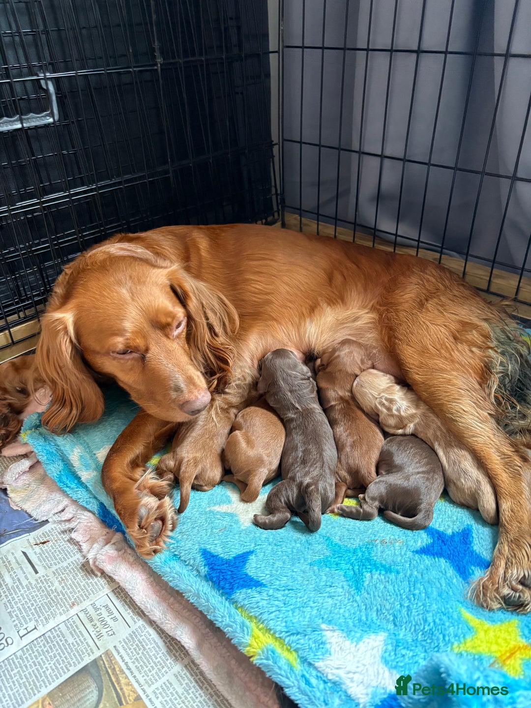 Cocker Spaniel dogs for sale: Cocker spaniel puppies  - Advert 14