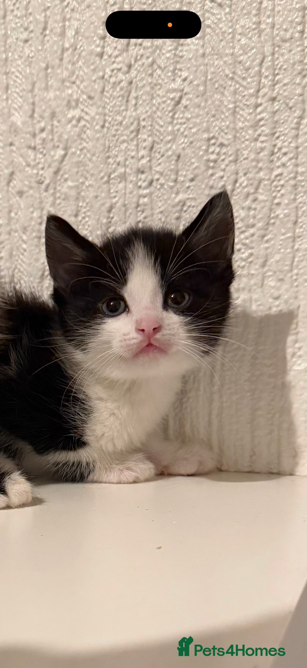 Mixed Breed cats Beautiful litter looking for forever homes ❤️ - Advert 16