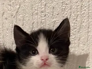 Mixed Breed cats Beautiful litter looking for forever homes ❤️ - Advert 16