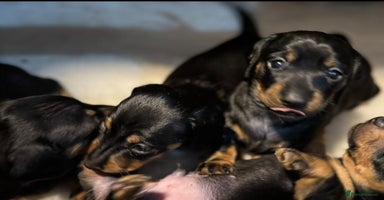 Miniature Dachshund dogs - Advert 3