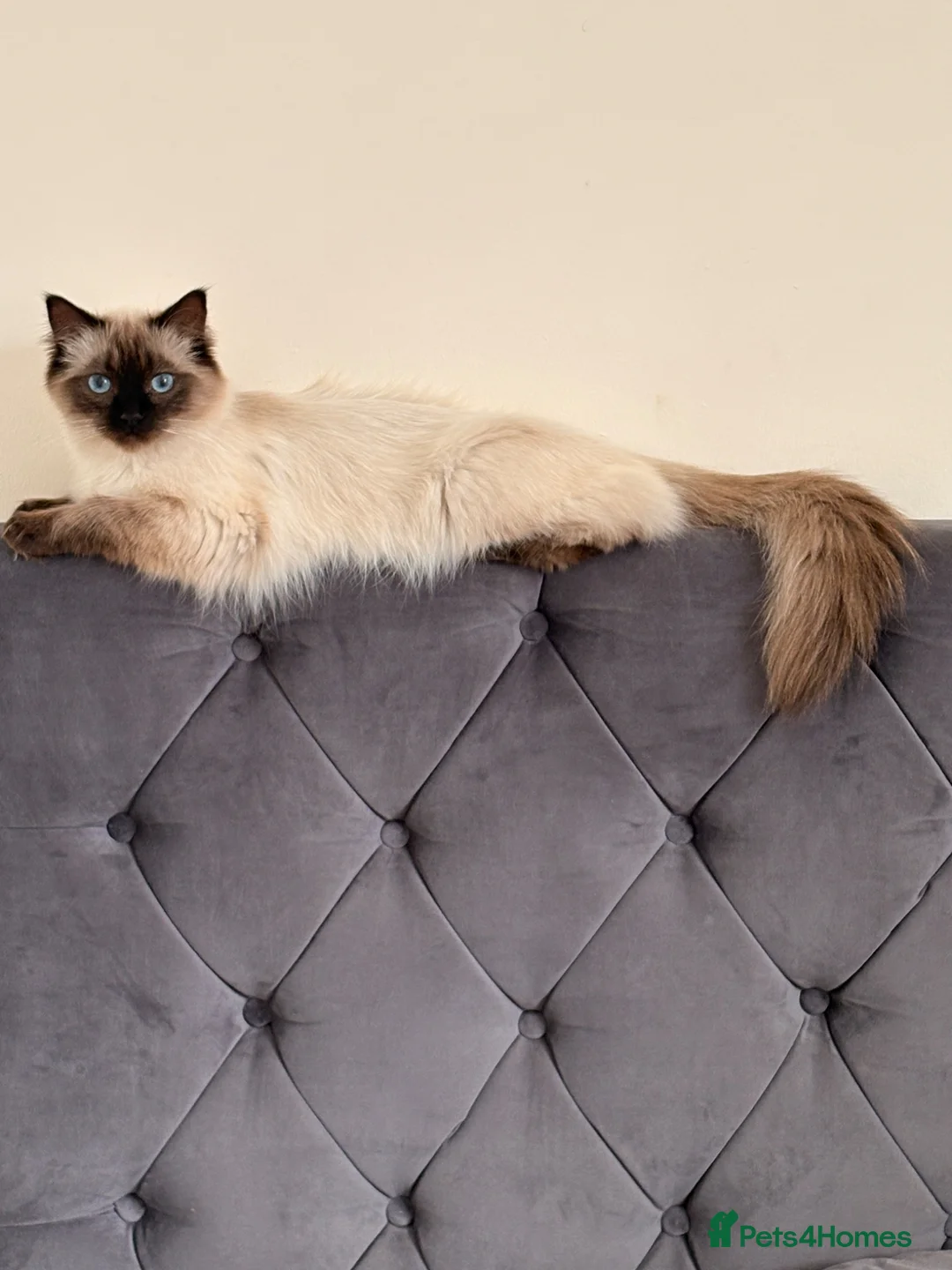 Ragdoll cats for sale: Female ragdoll kittens  - Advert 8