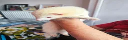 Ferret rodents for sale: Jill ferrets kits - Advert 2