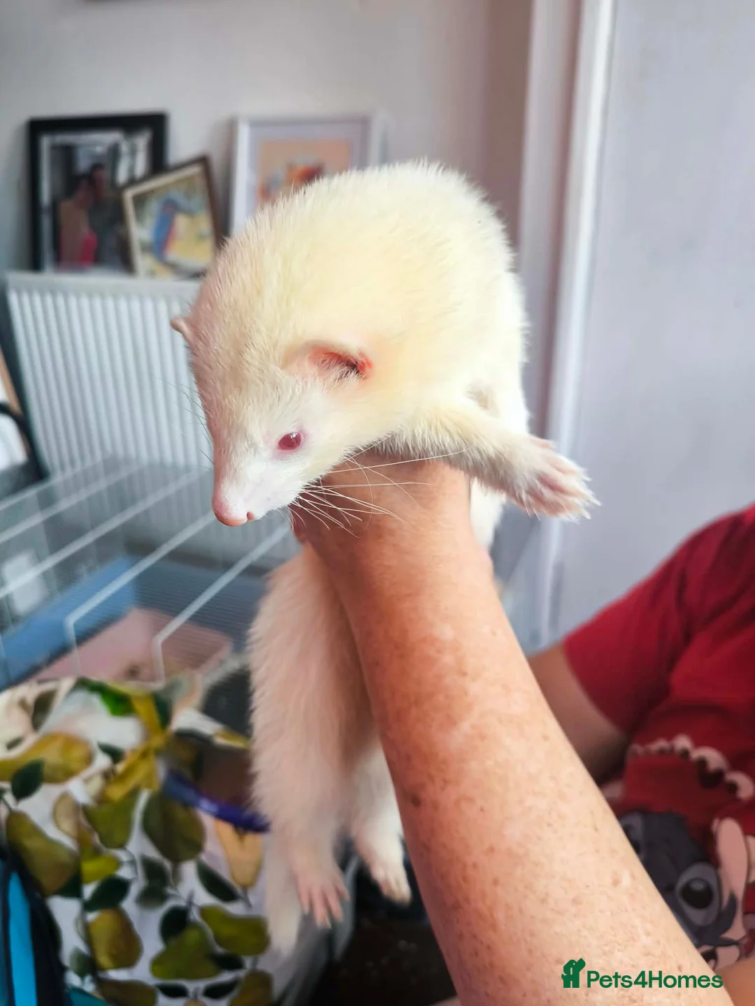 Ferret rodents for sale: Jill ferrets kits - Advert 2