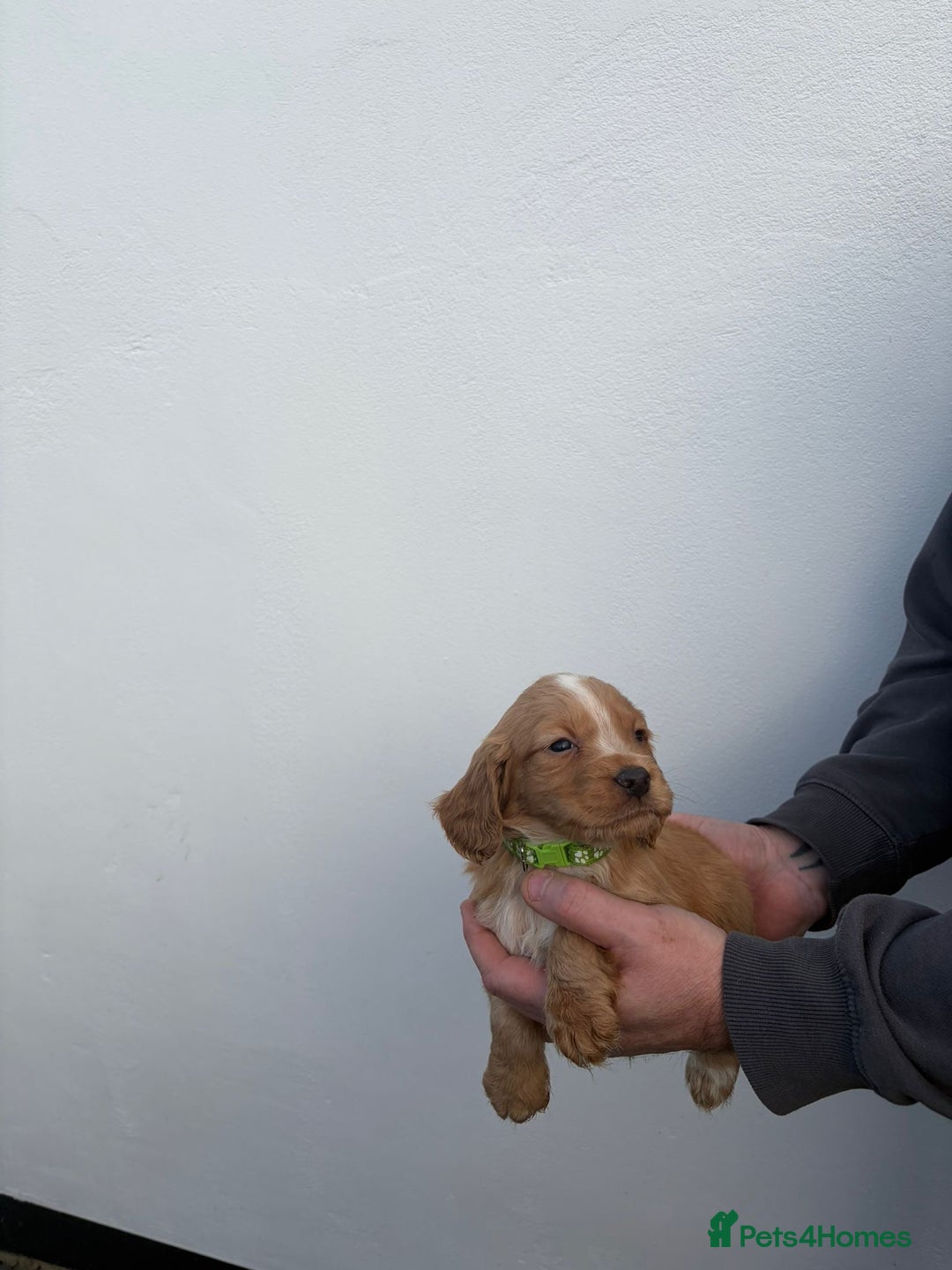 Cocker Spaniel dogs for sale: Cocker spaniels - Advert 8