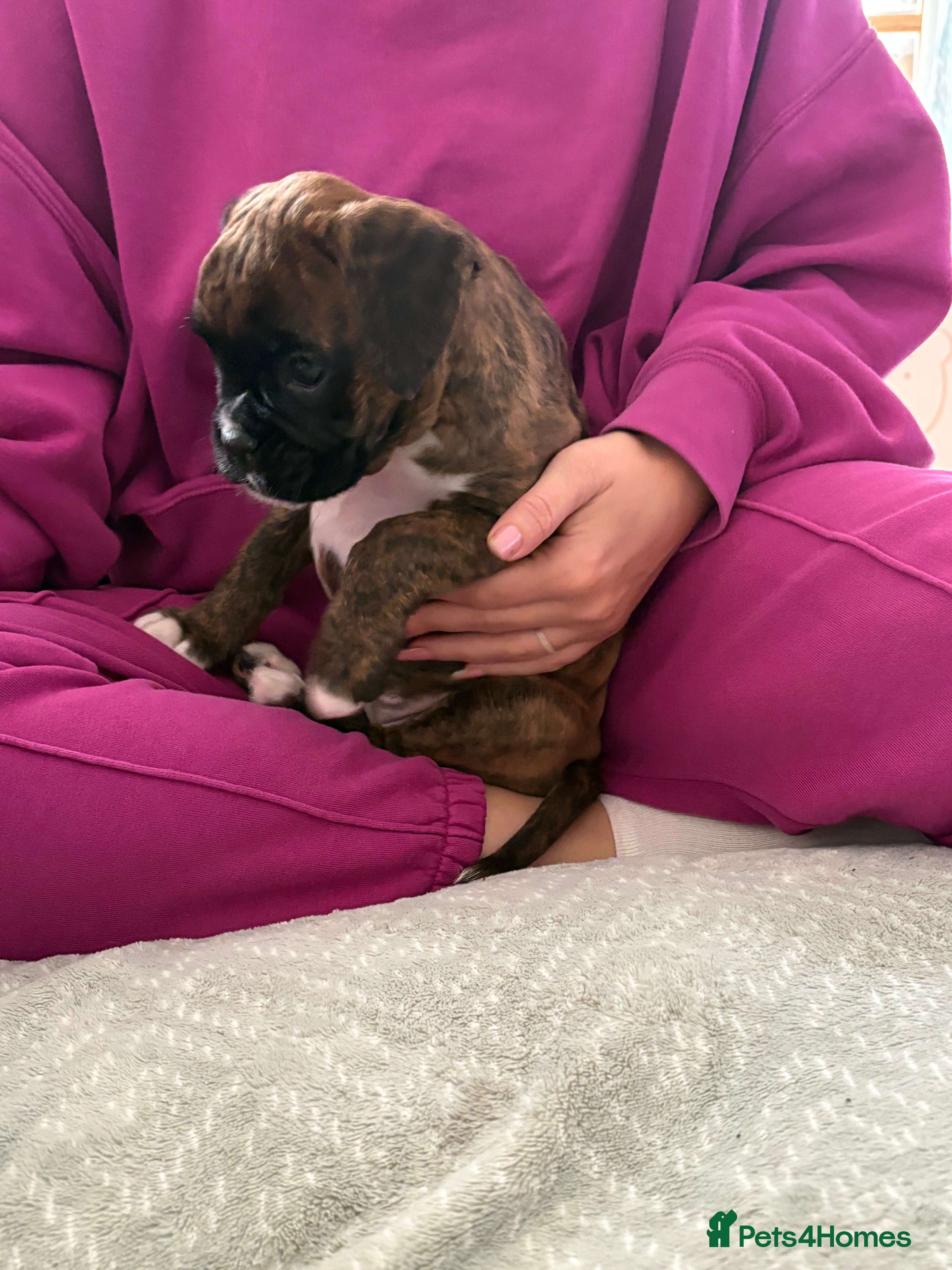 Boxer dogs READY NOW. LAST GIRL 🐶  - Advert 7