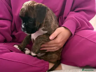Boxer dogs READY NOW. LAST GIRL 🐶 - Advert 7