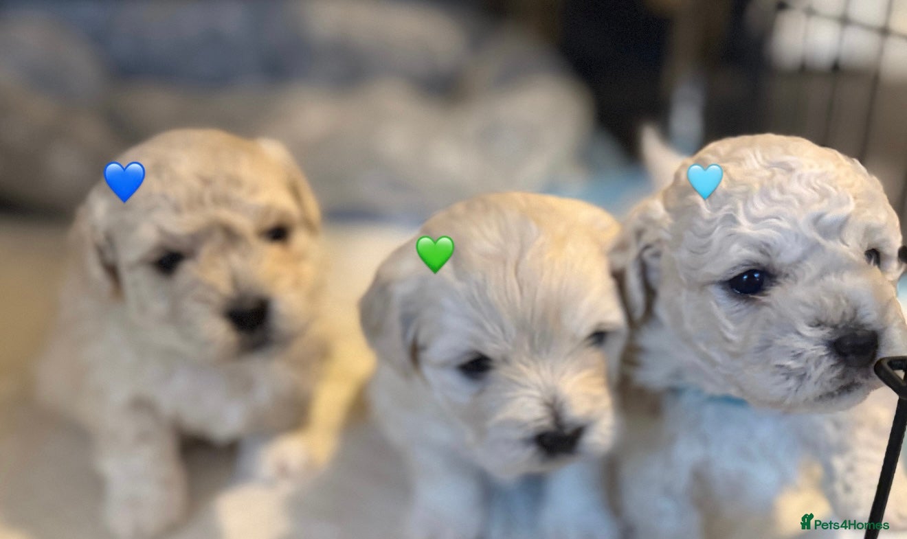 Bichon Frise dogs Bichon Frise Puppies  - Advert 2