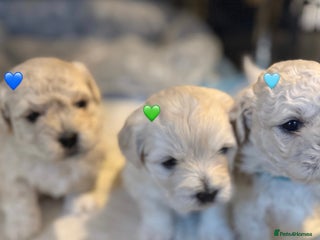 Bichon Frise dogs Bichon Frise Puppies - Advert 6