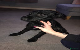 Mixed Breed dogs for sale: Jack-a-poo 7 months old  - Image 2