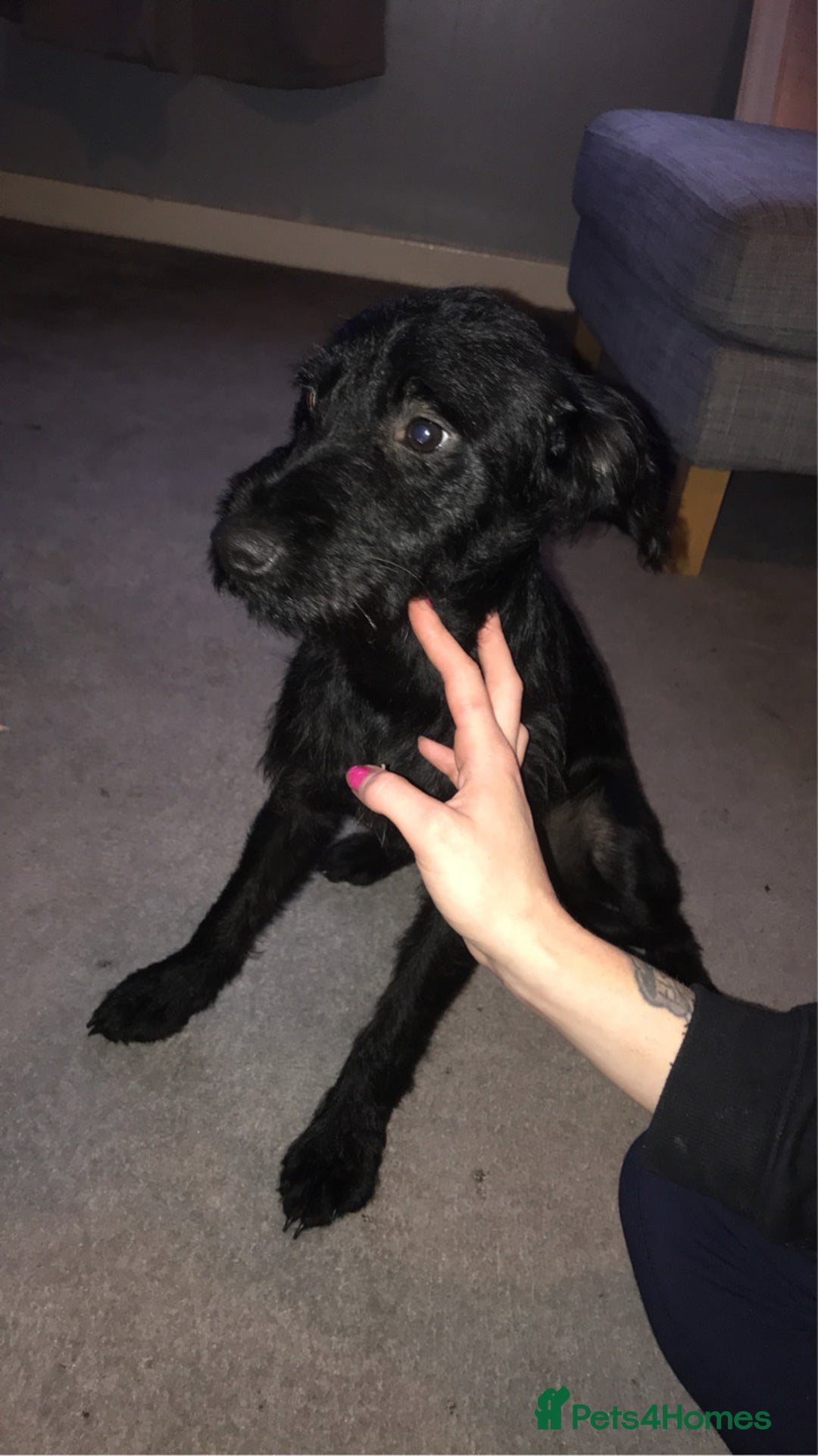 Mixed Breed dogs for sale: Jack-a-poo 7 months old  - Image 2