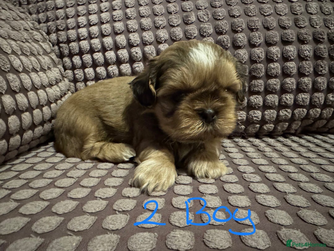 Shih Tzu dogs for sale: 5 beautiful Shih tzu puppies  - Image 6