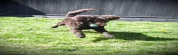 Cockapoo dogs for sale: Cockerpoo male 10 months  - Advert 2