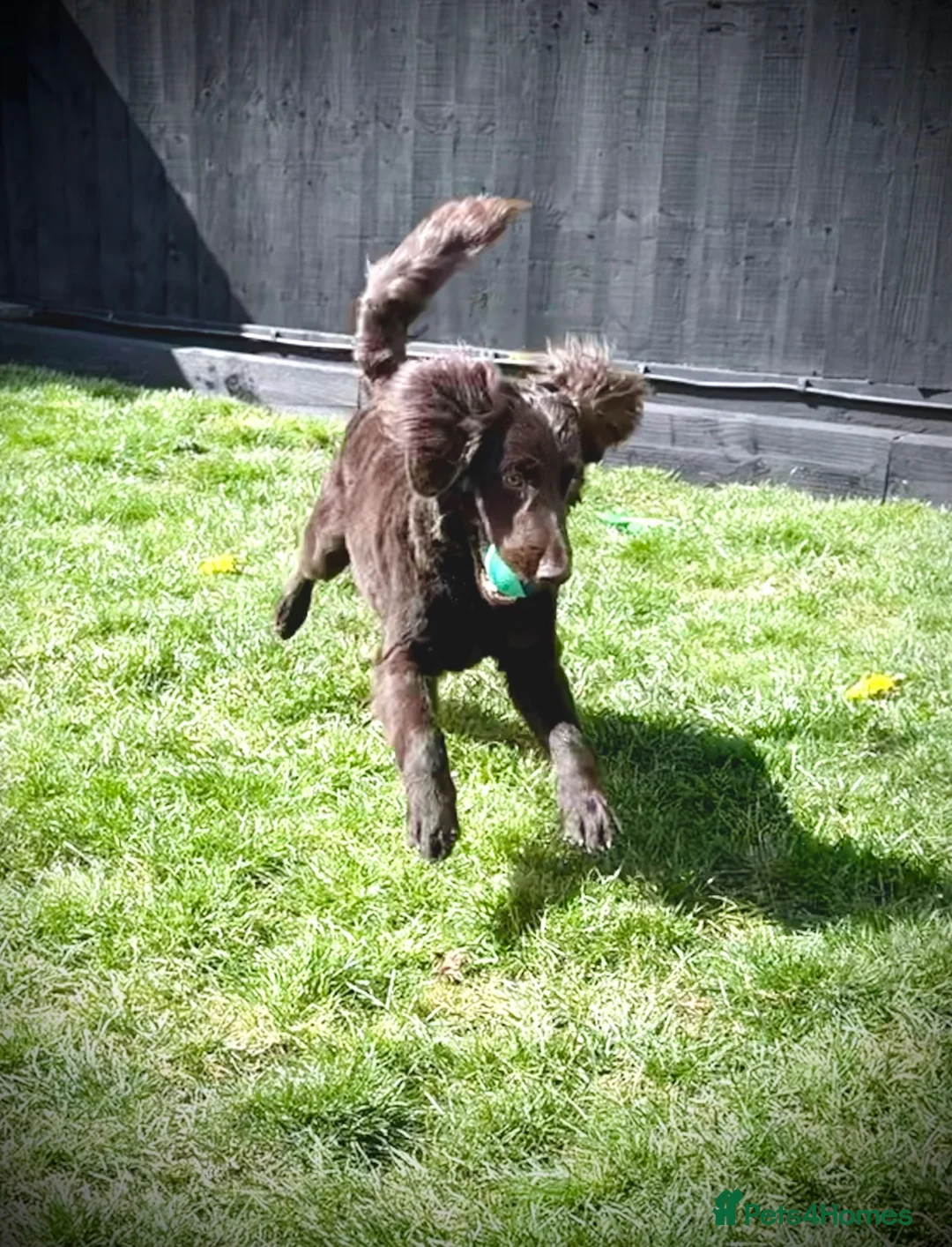 Cockapoo dogs for sale: Cockerpoo male 10 months  - Advert 2