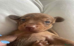 Dachshund dogs for sale: Dachshund tweenies for sale - Image 36