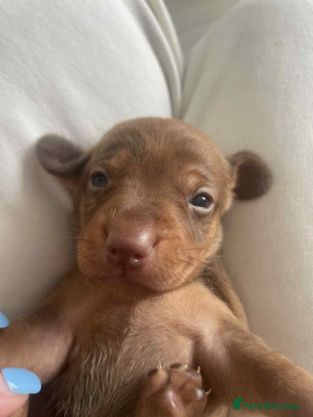 Dachshund dogs for sale: Dachshund tweenies for sale - Image 36