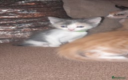 Sphynx cats for sale: Sphynx varient x ragdoll elf ears - Image 13