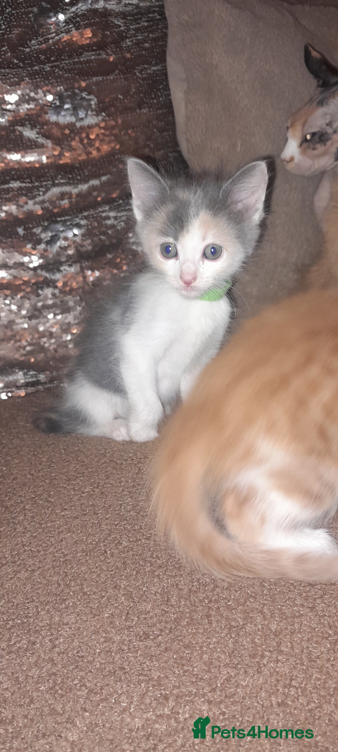 Sphynx cats for sale: Sphynx varient x ragdoll elf ears - Image 13