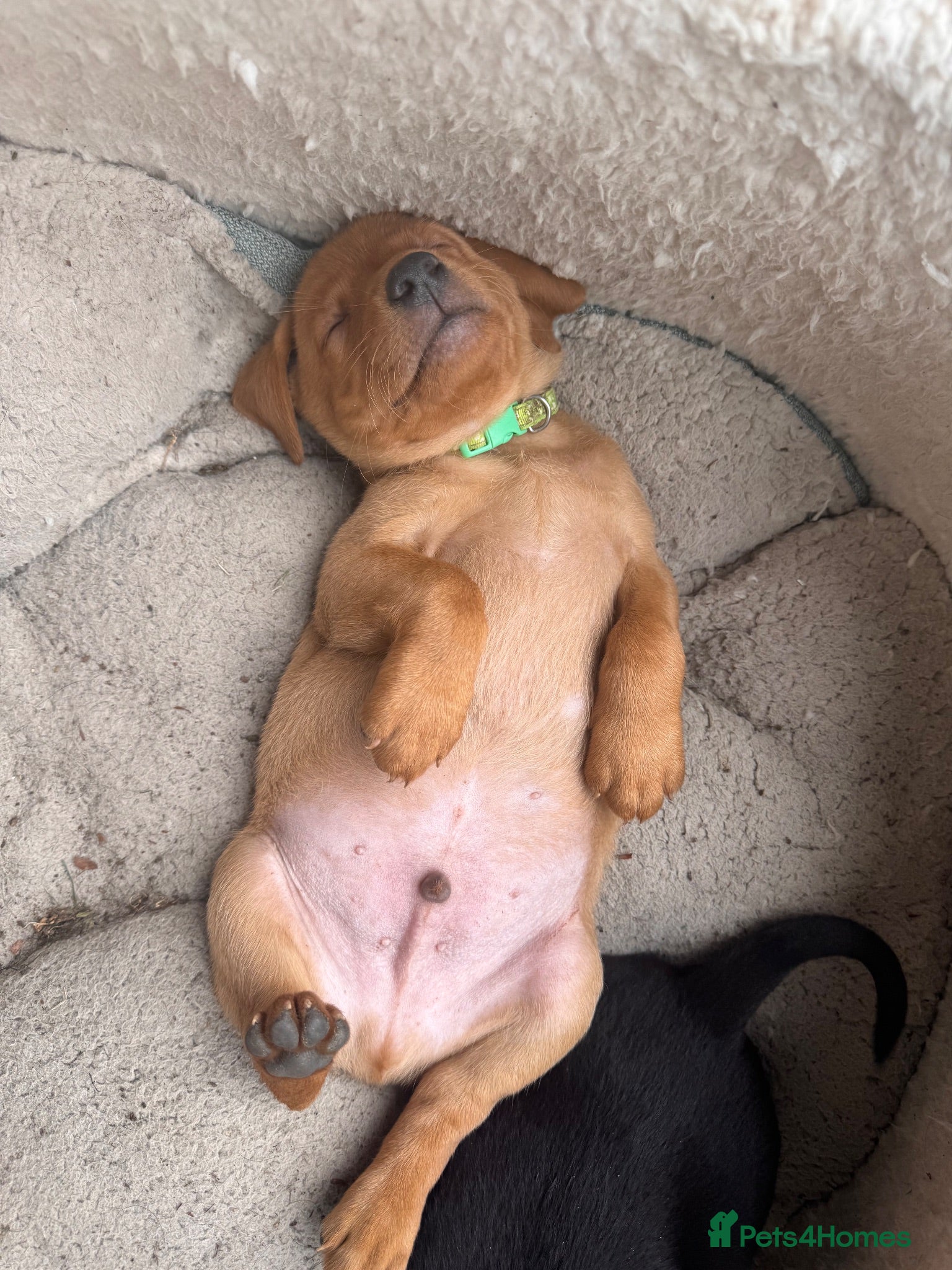 Labrador Retriever dogs Chunky Labrador Puppies  - Advert 2