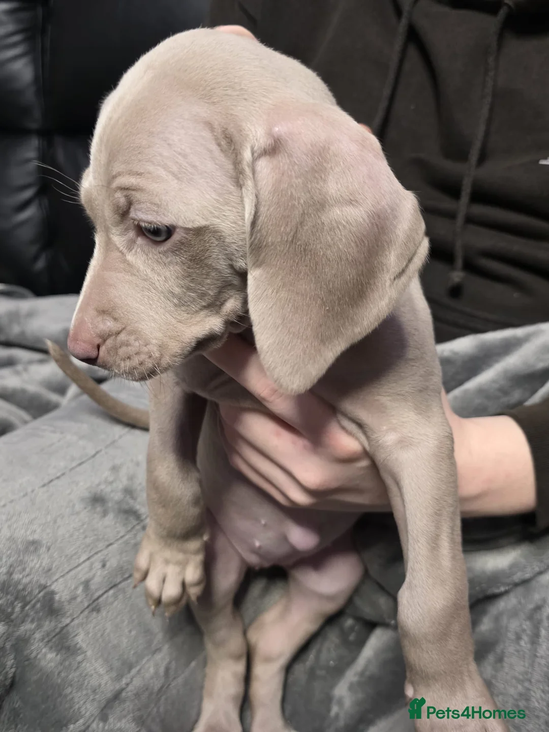 Weimaraner dogs for sale: Weimaraner gunalt champion bloodline KCregistered  - Advert 15
