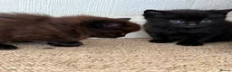 Mixed Breed cats for sale: Four Beautiful kittens - Advert 6