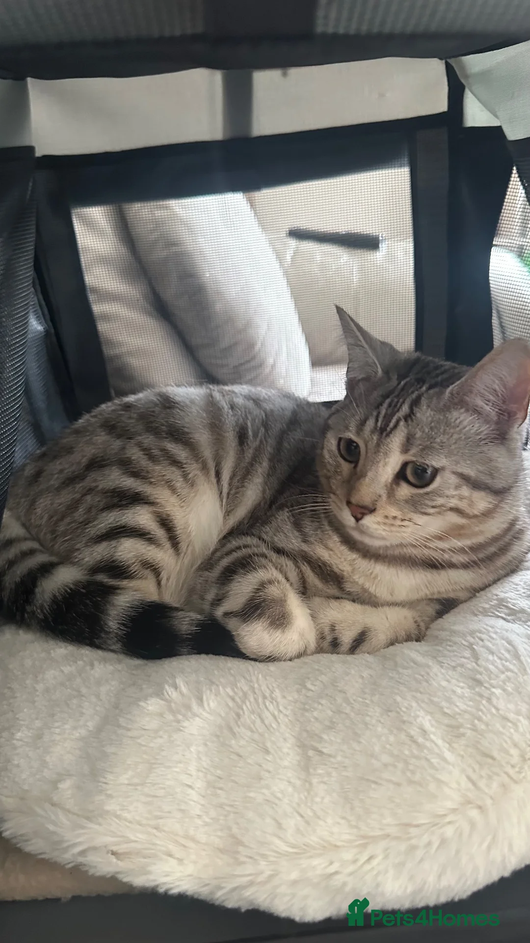 Mixed Breed cats for sale: Cute mix breed British shorthair x Bengal kitten in Liversedge - Advert 2