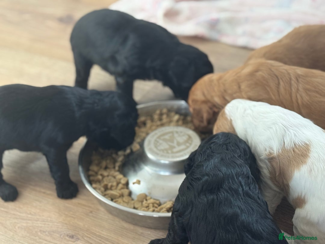 Mixed Breed dogs for sale: ⭐️ beautiful girl looking for her forever home ⭐️ - Image 5