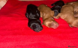 Cocker Spaniel dogs for sale: Gorgeous WCS pups - Image 4