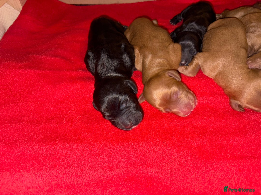 Cocker Spaniel dogs for sale: Gorgeous WCS pups - Image 4