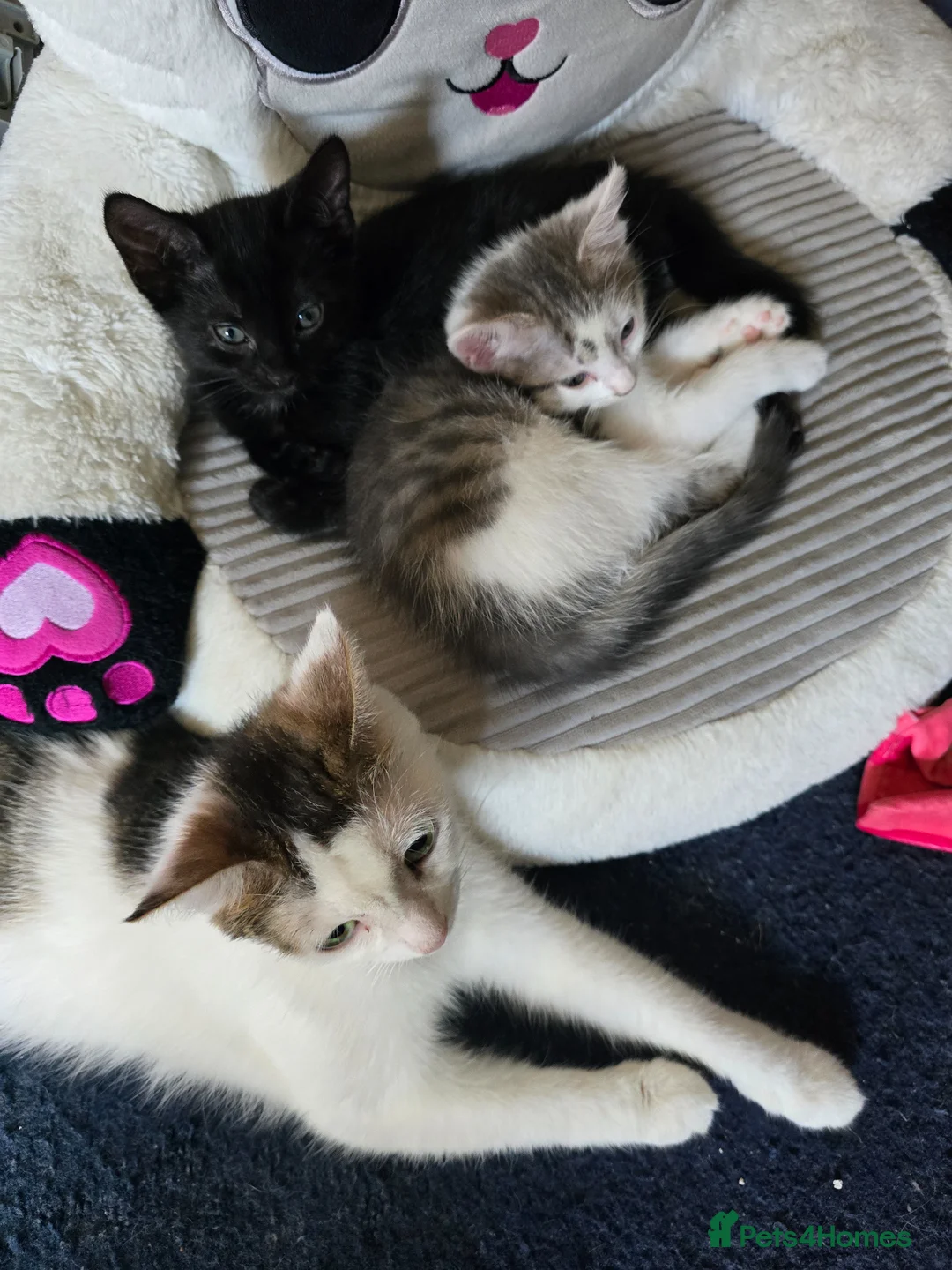 Mixed Breed cats for sale: Elaine in Gloucester - Advert 4