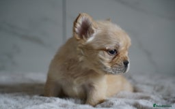 French Bulldog dogs for sale: Exceptional Fluffy French Bulldog Puppies - Image 34