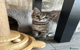 Mixed Breed cats for sale: Ragdoll x Bengal Kittens - Image 4