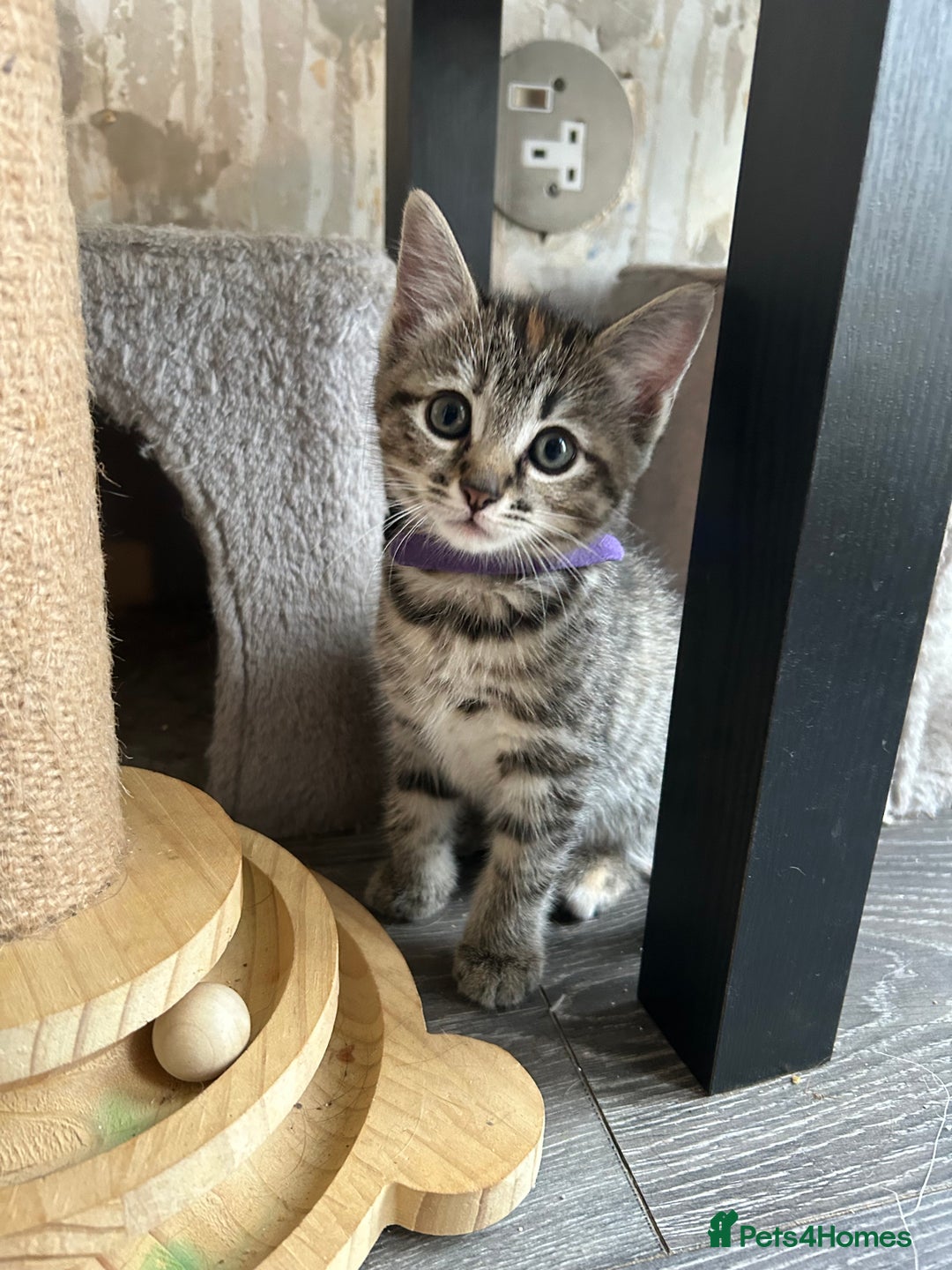 Mixed Breed cats for sale: Ragdoll x Bengal Kittens - Image 4
