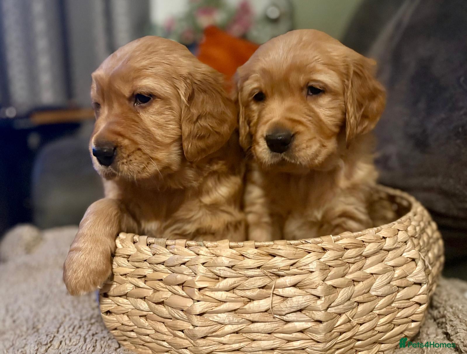 Golden Retriever dogs Beautiful Chunky Golden Retriever Pups - Advert 3