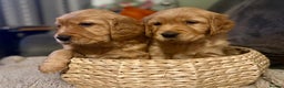 Golden Retriever dogs for sale: Beautiful Chunky Golden Retriever Pups - Advert 1