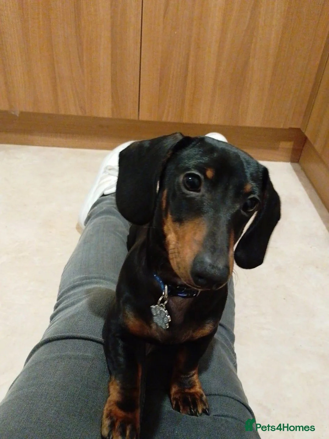 Dachshund dogs for sale: 1 year old miniature Dachshund in Port Talbot - Advert 1