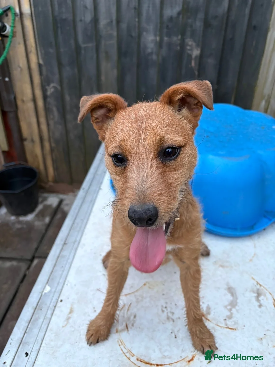 Patterjack dogs for sale: 1 year old patterjack in Monmouth - Advert 2