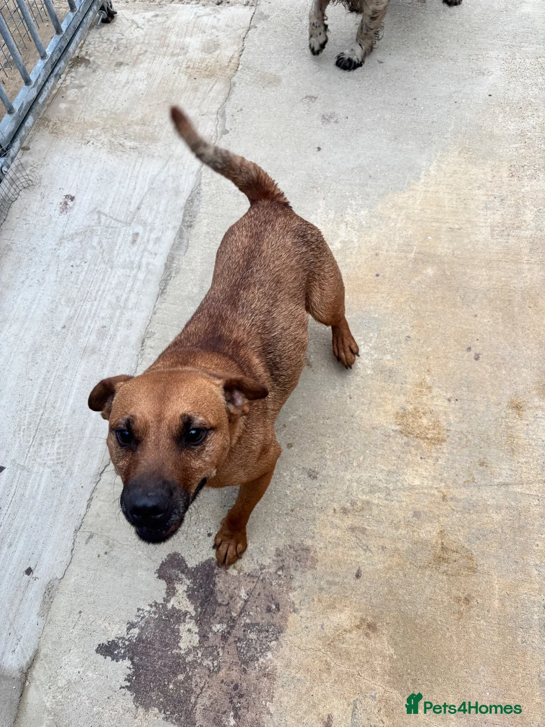 Patterdale Terrier dogs for sale: Patterdale girls looking for a new home - Advert 5