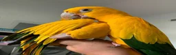 Parrots birds for sale: Queen of Bavaria Pair (Male & Female) Silly Tame - Advert 1