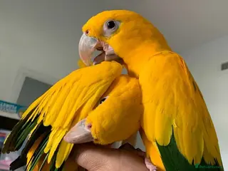 Parrots birds Queen of Bavaria Pair (Male & Female) Silly Tame - Advert 1