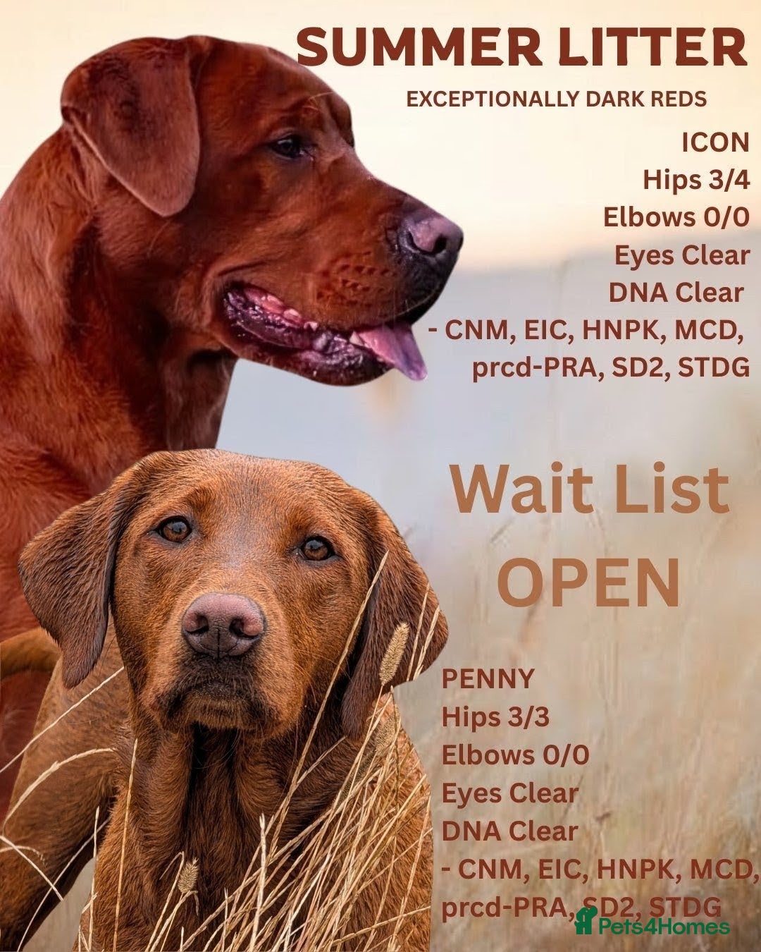 Labrador Retriever dogs for sale: Exceptionally dark fox red Labrador puppies  - Advert 2