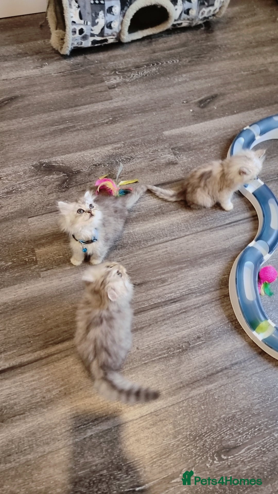 Persian cats for sale: Persian chinchilla  - Image 9