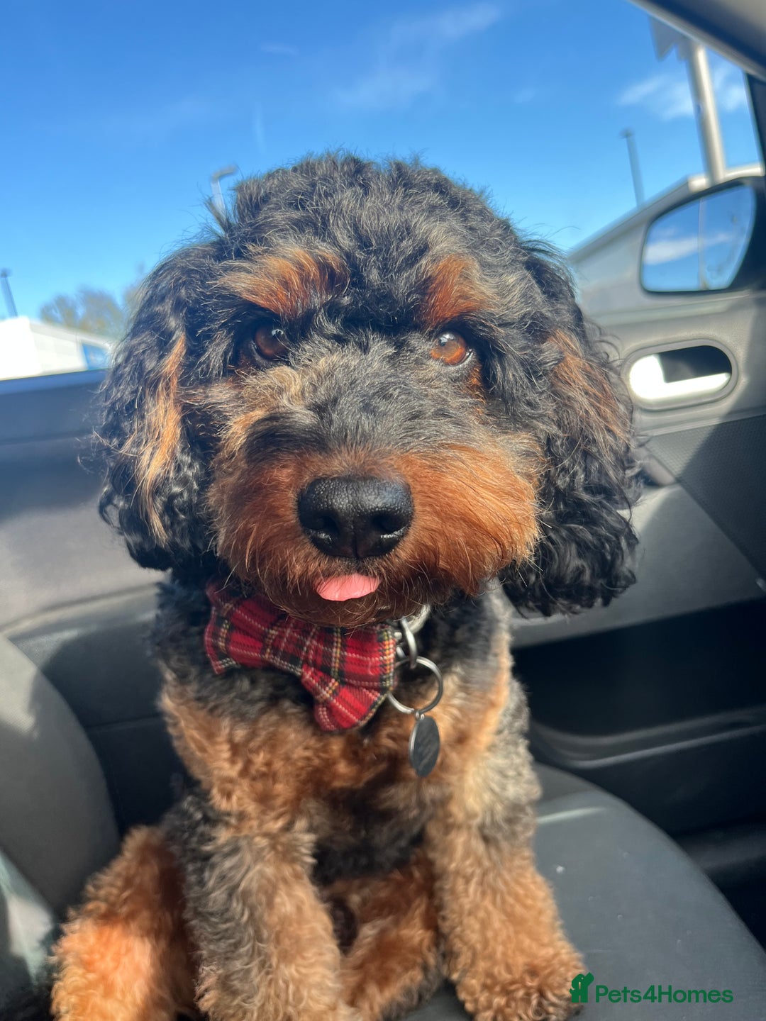 Cockapoo dogs for stud: Stud Only - Cooper the Cockapoo  - Image 4