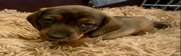 Dachshund dogs for sale: *1 beautiful dachshund girl left* - Advert 17