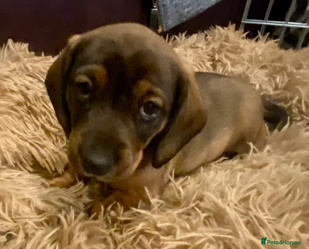 Dachshund dogs for sale: *1 beautiful dachshund girl left* - Advert 17