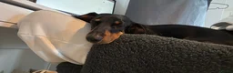 Dachshund dogs for sale: Cola  - Advert 5