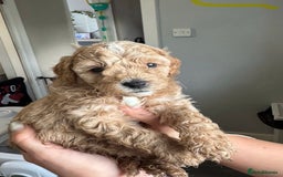 Sproodle dogs for sale: Gorgeous Sproodle Puppies - Image 7